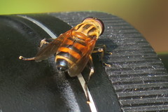 Helophilina