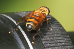 Helophilina