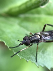 Agapophytinae