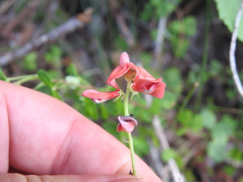 Image of Indigofera erecta by (c) Matthew Fainman, some rights reserved (CC BY)