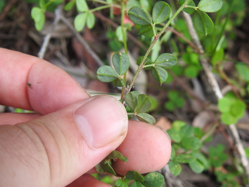 Image of Indigofera erecta by (c) Matthew Fainman, some rights reserved (CC BY)