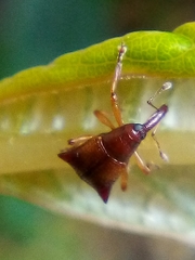 Oropterus coniger