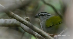 Arremonops chloronotus