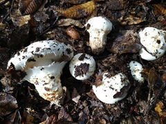 Tricholoma matsutake