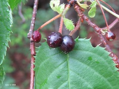 Prunus sargentii