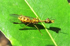 Spaminta minjerribae