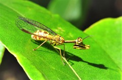 Spaminta minjerribae