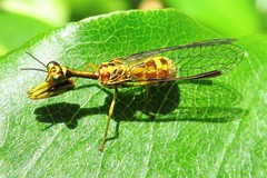 Spaminta minjerribae