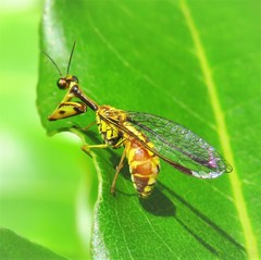 Spaminta minjerribae