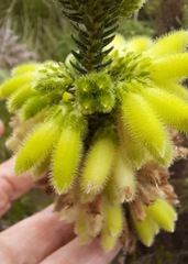 Erica sparrmanni