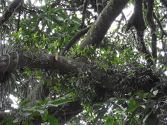 Epidendrum cardiophorum