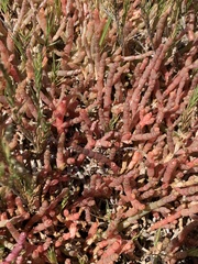 Salicornia natalensis
