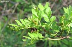 Zanthoxylum schinifolium