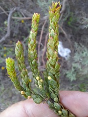 Erica sparrmanni