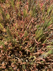 Salicornia natalensis
