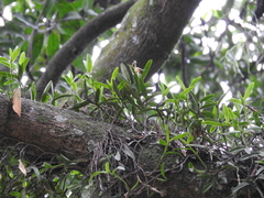 Epidendrum cardiophorum