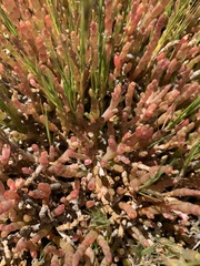 Salicornia natalensis