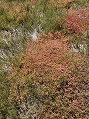 Salicornia natalensis