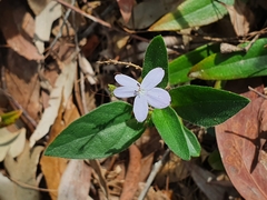Pseuderanthemum variabile