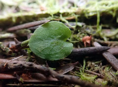 Corybas rotundifolius