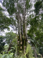 Gonopterodendron arboreum
