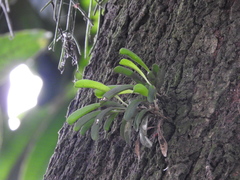 Specklinia