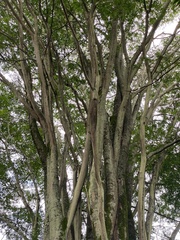 Gonopterodendron arboreum