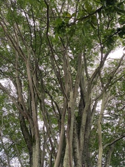 Gonopterodendron arboreum