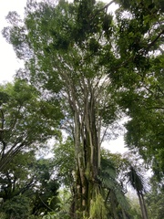 Gonopterodendron arboreum