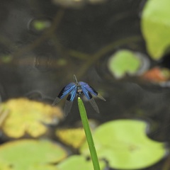 Rhyothemis resplendens