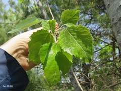 Populus tomentiglandulosa