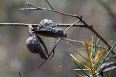 Hakea tephrosperma