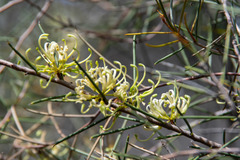 Hakea tephrosperma