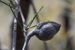 Hakea tephrosperma
