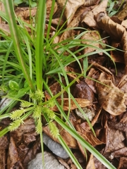 Cyperus cyperoides