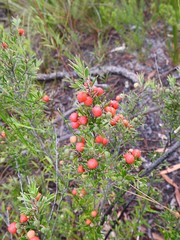 Agiortia pedicellata