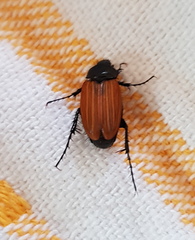 Phyllotocus rufipennis