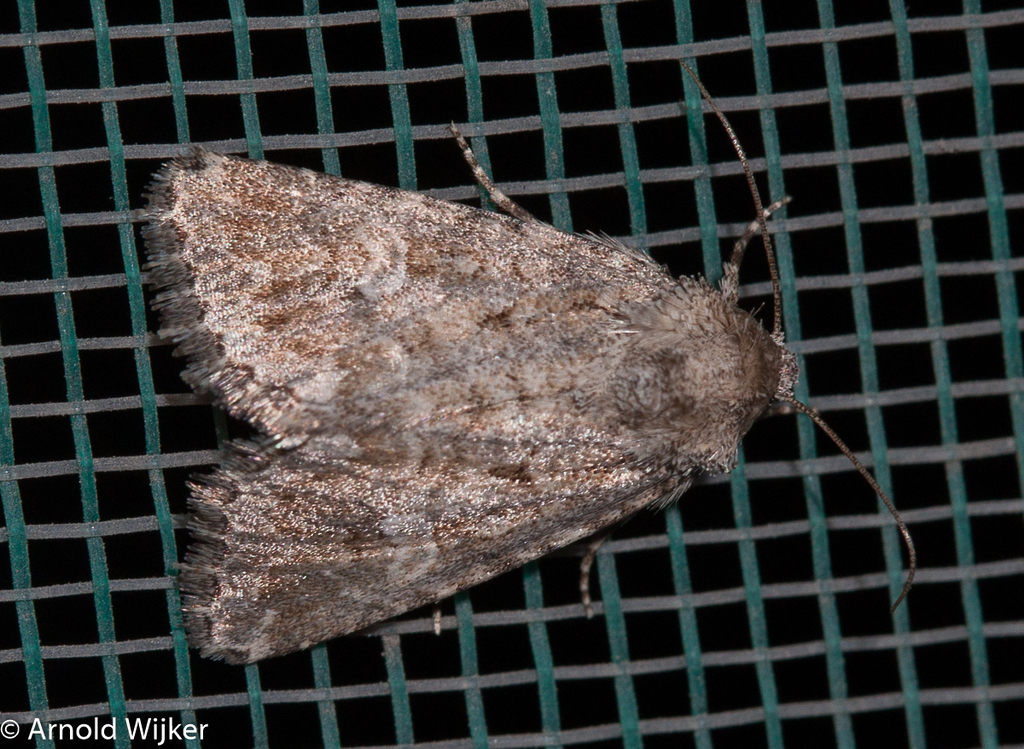 Hecatera accurata
