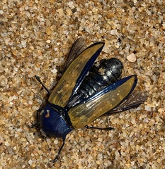 Temognatha suturalis