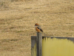 Lanius bucephalus