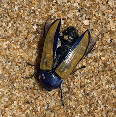 Temognatha suturalis