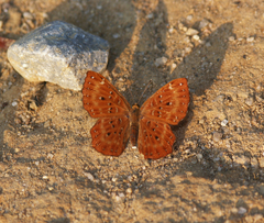 Zemeros flegyas allica