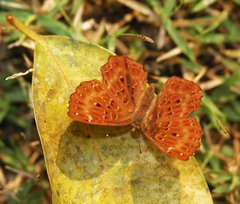 Zemeros flegyas allica