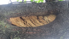 Populus tomentiglandulosa