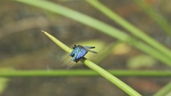 Rhyothemis resplendens