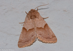 Mycteroplus puniceago