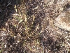 Austrostipa scabra