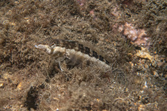 Parapercis australis