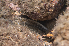 Parapercis australis