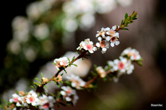 Astartea fascicularis